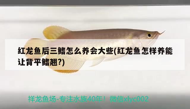 魚(yú)缸殺菌燈能殺黑毛藻嗎，魚(yú)缸里長(zhǎng)黑發(fā)物是什么