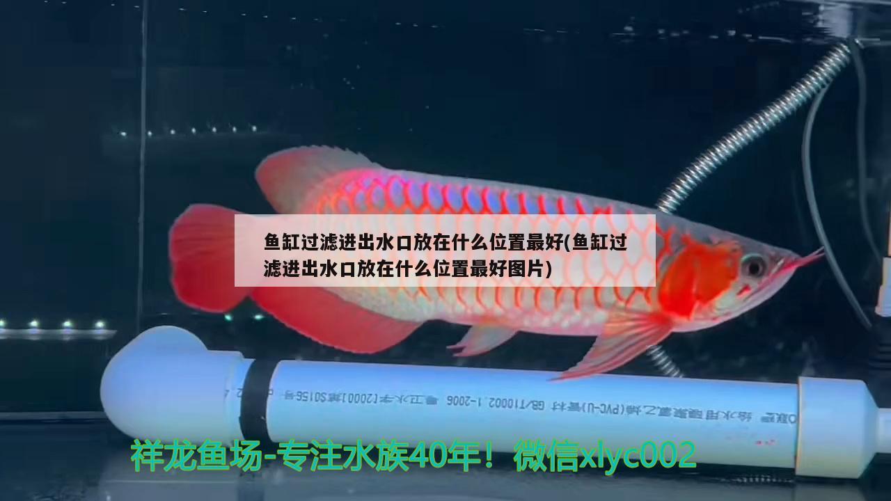 魚缸過濾進(jìn)出水口放在什么位置最好(魚缸過濾進(jìn)出水口放在什么位置最好圖片) 祥龍赫舞紅龍魚