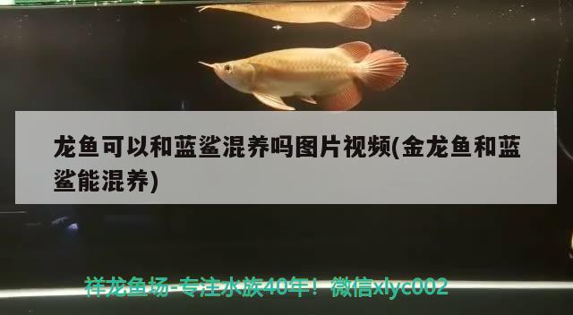 長治觀賞魚市場炮彈頭七鰭夠用 觀賞魚市場（混養(yǎng)魚） 第2張