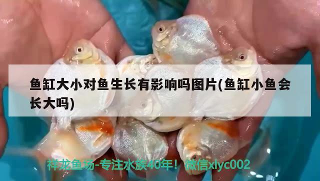 魚缸大小對魚生長有影響嗎圖片(魚缸小魚會長大嗎) 龍魚百科