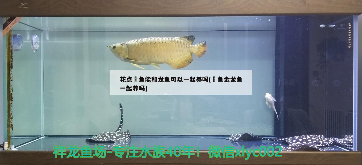 花點(diǎn)魟魚能和龍魚可以一起養(yǎng)嗎(魟魚金龍魚一起養(yǎng)嗎) 過濾設(shè)備