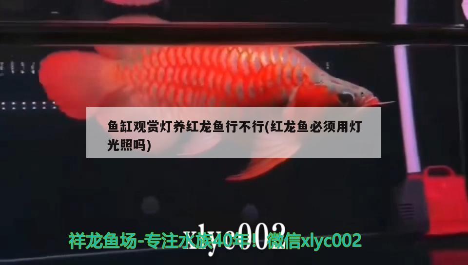 魚缸燈如何安裝方法視頻(魚缸燈管安裝視頻) 祥龍超血紅龍魚