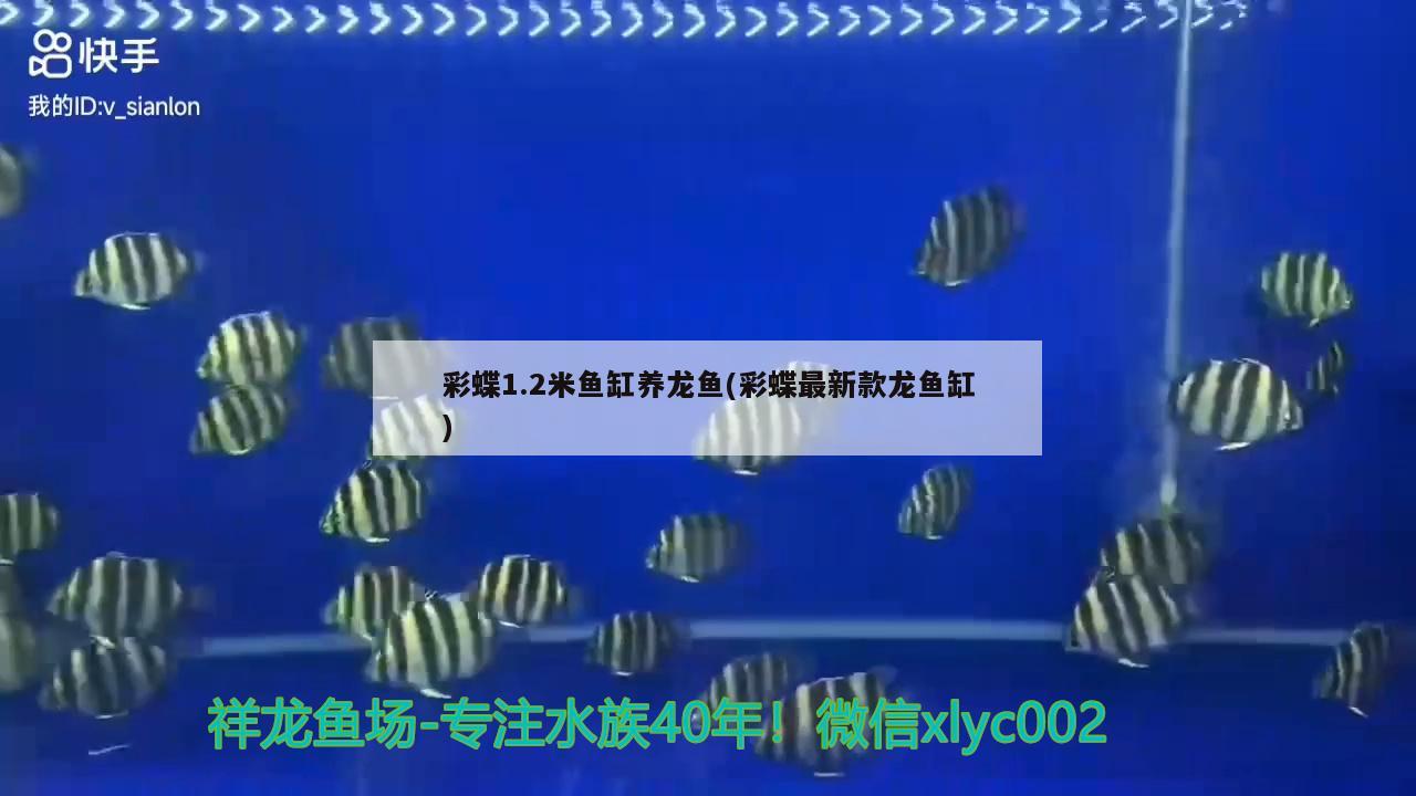 觀賞魚(yú)眼睛黑了怎么辦：觀賞魚(yú)眼睛黑怎么回事 觀賞魚(yú)市場(chǎng) 第2張