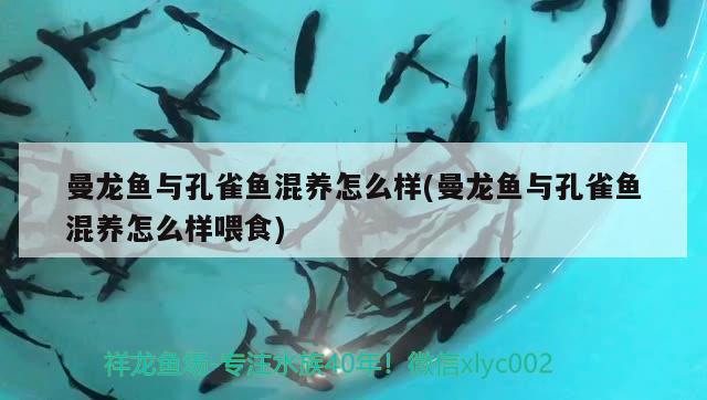 曼龍魚與孔雀魚混養(yǎng)怎么樣(曼龍魚與孔雀魚混養(yǎng)怎么樣喂食)