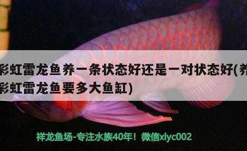 彩虹雷龍魚養(yǎng)一條狀態(tài)好還是一對狀態(tài)好(養(yǎng)彩虹雷龍魚要多大魚缸) 和尚魚