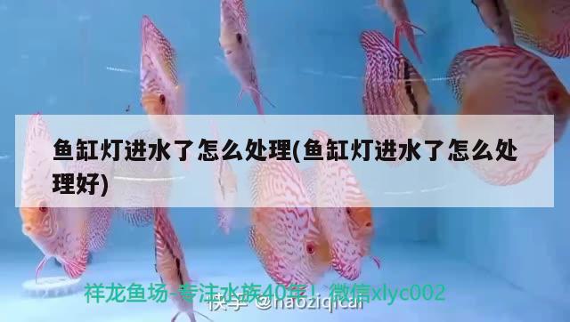 魚缸燈進(jìn)水了怎么處理(魚缸燈進(jìn)水了怎么處理好) 黑白雙星