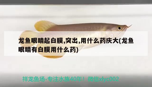 龍魚眼睛起白膜,突出,用什么藥慶大(龍魚眼睛有白膜用什么藥)