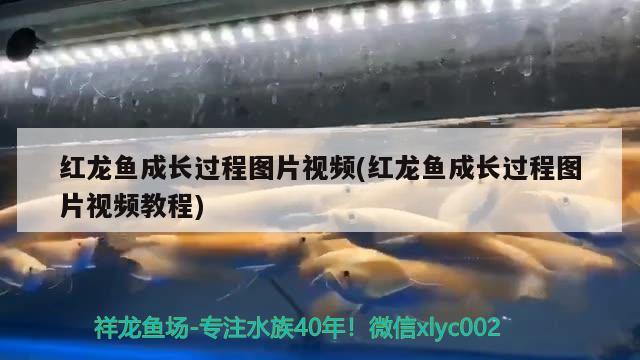 紅龍魚(yú)成長(zhǎng)過(guò)程圖片視頻(紅龍魚(yú)成長(zhǎng)過(guò)程圖片視頻教程)