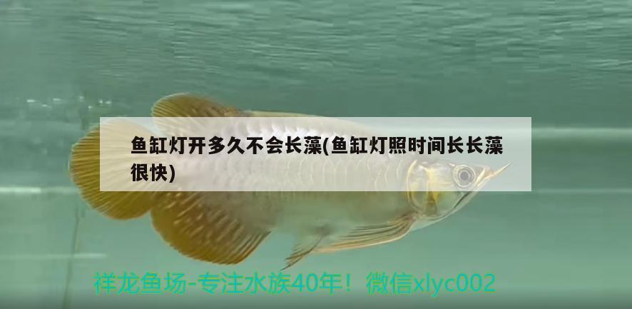 魚(yú)缸燈開(kāi)多久不會(huì)長(zhǎng)藻(魚(yú)缸燈照時(shí)間長(zhǎng)長(zhǎng)藻很快) 羅漢魚(yú)批發(fā)