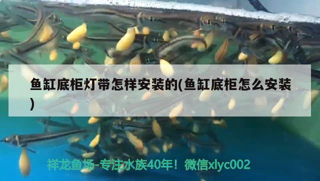 魚缸底柜燈帶怎樣安裝的(魚缸底柜怎么安裝)