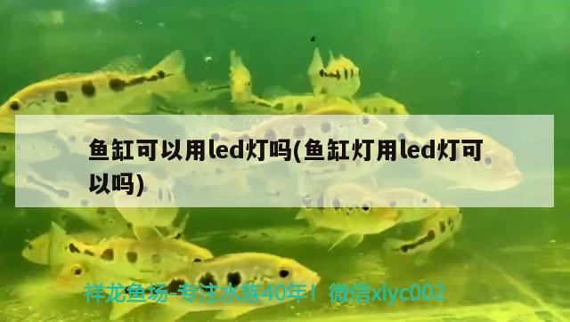 魚(yú)缸可以用led燈嗎(魚(yú)缸燈用led燈可以嗎)