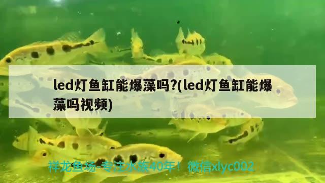 led燈魚缸能爆藻嗎?(led燈魚缸能爆藻嗎視頻)