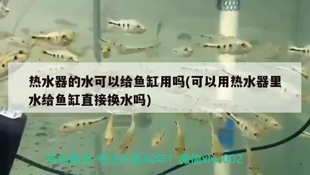 熱水器的水可以給魚缸用嗎(可以用熱水器里水給魚缸直接換水嗎) 藍(lán)帆三間魚