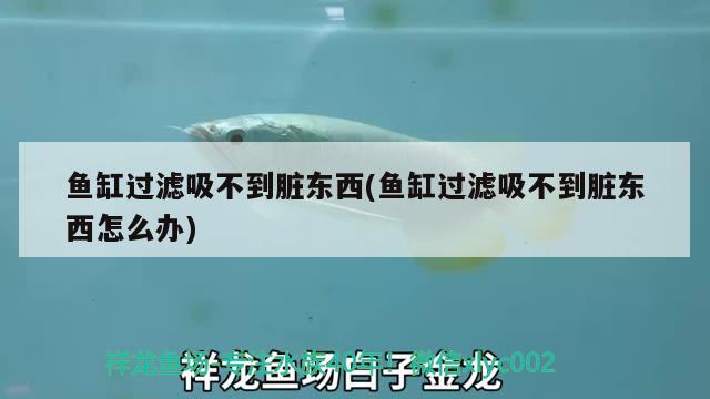 魚缸過濾吸不到臟東西(魚缸過濾吸不到臟東西怎么辦) 短身紅龍魚