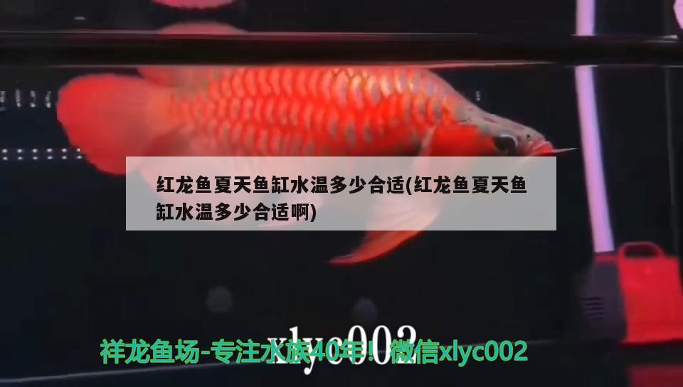 紅龍魚夏天魚缸水溫多少合適(紅龍魚夏天魚缸水溫多少合適啊)