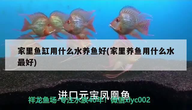 龍魚在一個(gè)地方不動(dòng)不吃食怎么解決呢(龍魚不游總在上面不動(dòng)) 恐龍王魚 第3張