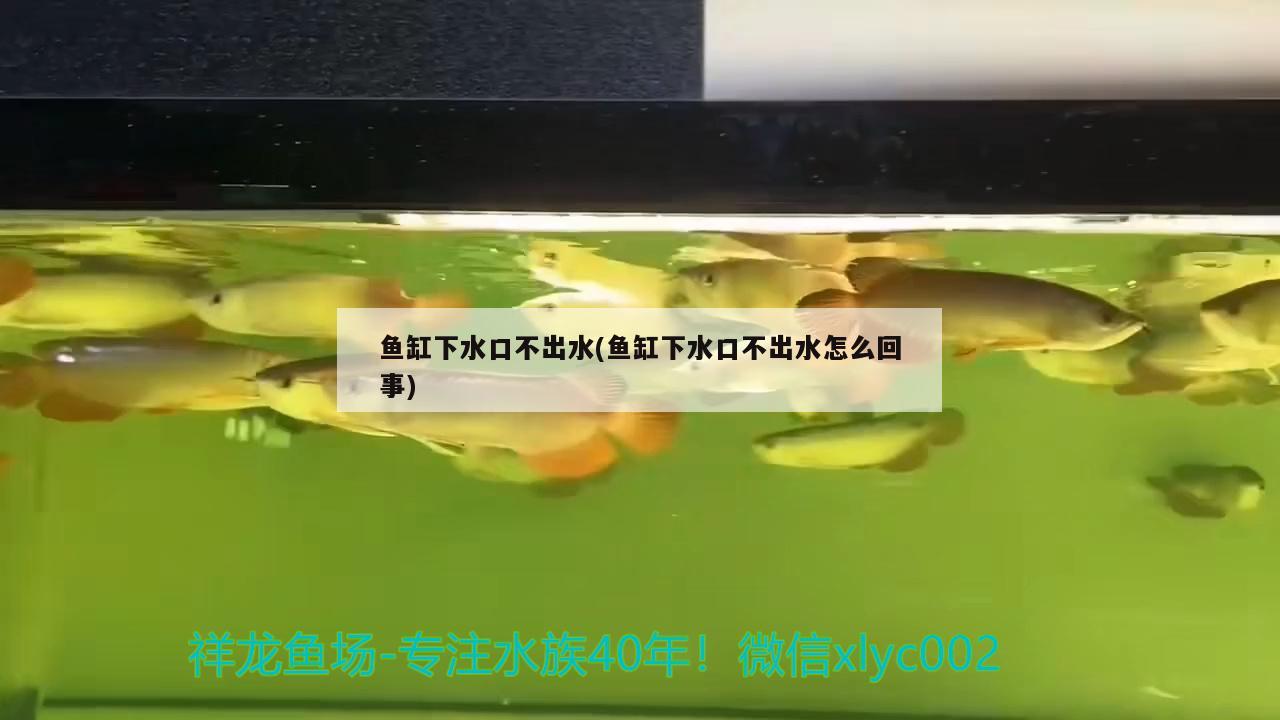 魚缸下水口不出水(魚缸下水口不出水怎么回事) 印尼虎苗