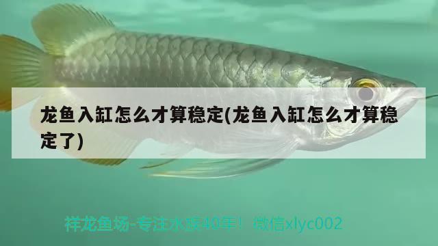 龍魚入缸怎么才算穩(wěn)定(龍魚入缸怎么才算穩(wěn)定了) 巴西亞魚