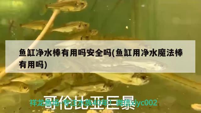 魚缸凈水棒有用嗎安全嗎(魚缸用凈水魔法棒有用嗎)