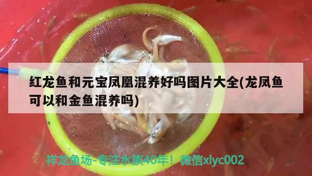 紅龍魚和元寶鳳凰混養(yǎng)好嗎圖片大全(龍鳳魚可以和金魚混養(yǎng)嗎) 元寶鳳凰魚百科