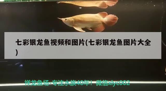 犬瘟熱初期怎么治療：犬瘟熱初期治療還會到晚期嗎 狗狗（犬） 第2張