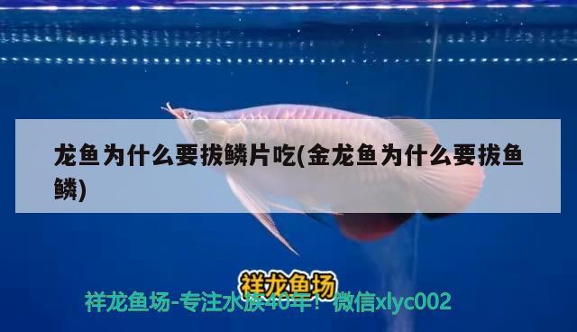 龍魚為什么要拔鱗片吃(金龍魚為什么要拔魚鱗)