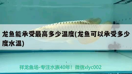 龍魚能承受最高多少溫度(龍魚可以承受多少度水溫) 委內(nèi)瑞拉奧里諾三間魚