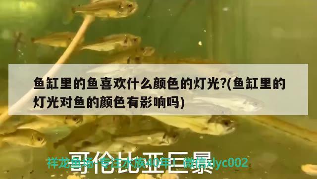 魚(yú)缸里的魚(yú)喜歡什么顏色的燈光?(魚(yú)缸里的燈光對(duì)魚(yú)的顏色有影響嗎)