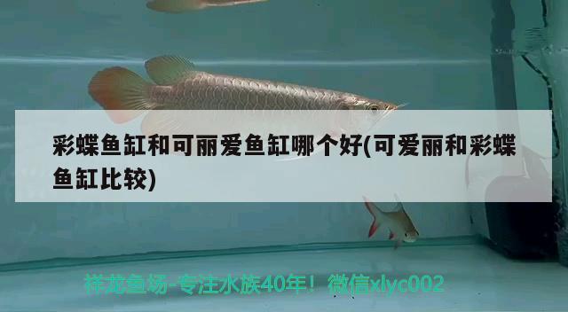 泰國金魚缸服務(wù)內(nèi)容（泰國金魚缸啥意思） 泰國虎魚（泰虎） 第2張