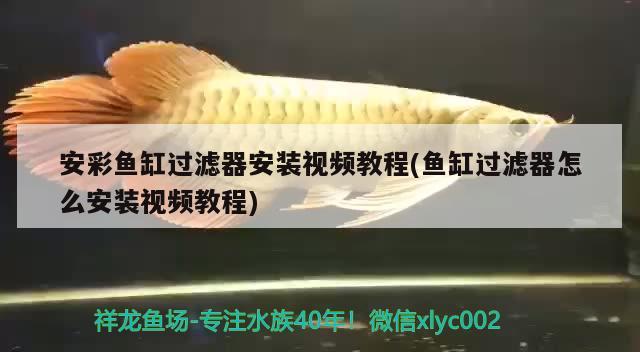 安彩魚缸過濾器安裝視頻教程(魚缸過濾器怎么安裝視頻教程) 魚缸百科