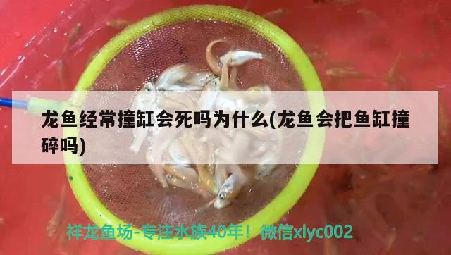 呼和浩特魚缸維修店（呼和浩特魚缸維修店地址） 其他品牌魚缸 第3張