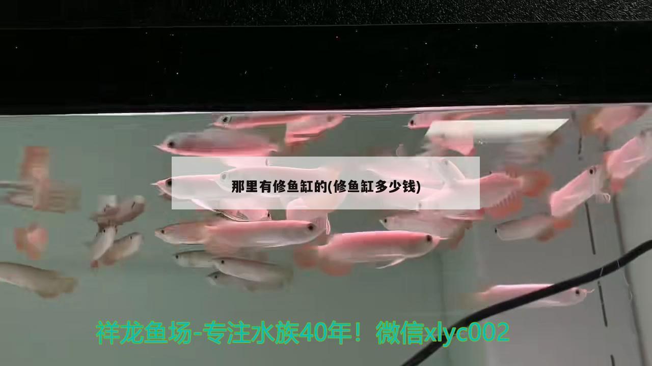 萬龍魚是風(fēng)水魚嗎 萬龍魚為什么那么容易死