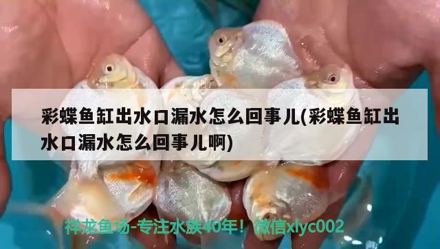 呼和浩特魚缸維修店（呼和浩特魚缸維修店地址） 其他品牌魚缸 第1張