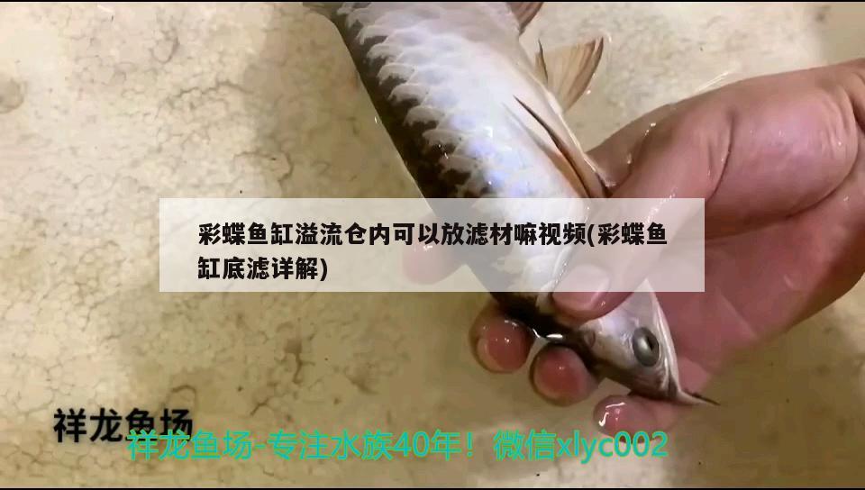 彩蝶魚缸溢流倉內(nèi)可以放濾材嘛視頻(彩蝶魚缸底濾詳解) 檸檬鯽