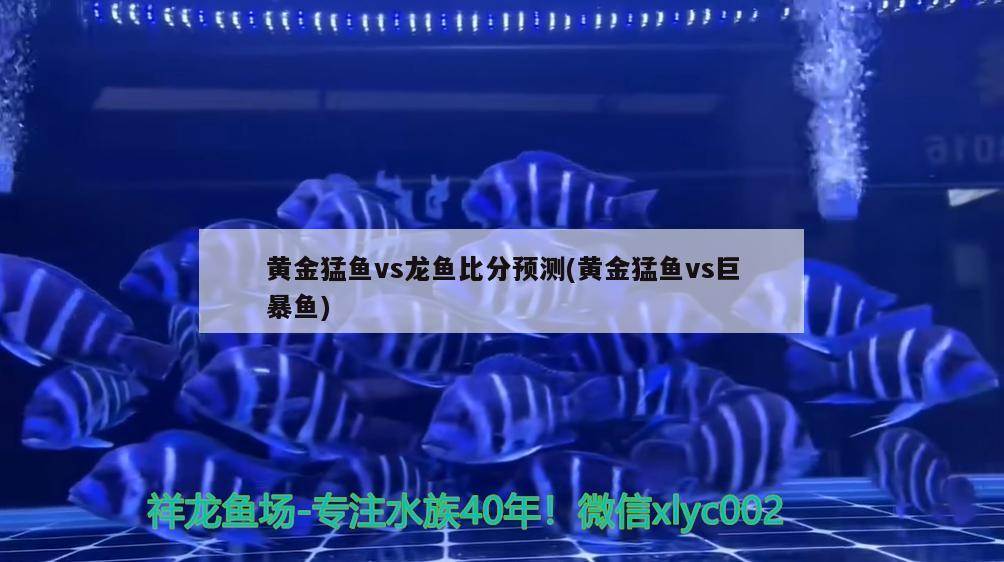 黃金猛魚vs龍魚比分預(yù)測(黃金猛魚vs巨暴魚)