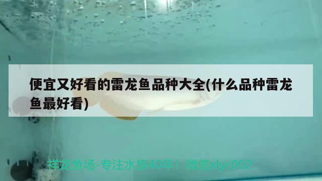 印度金龍魚繁殖條件(印度金龍魚繁殖條件和方法)