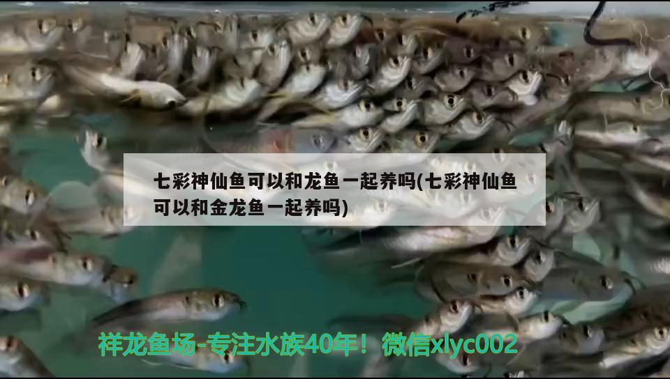 七彩神仙魚可以和龍魚一起養(yǎng)嗎(七彩神仙魚可以和金龍魚一起養(yǎng)嗎) 七彩神仙魚