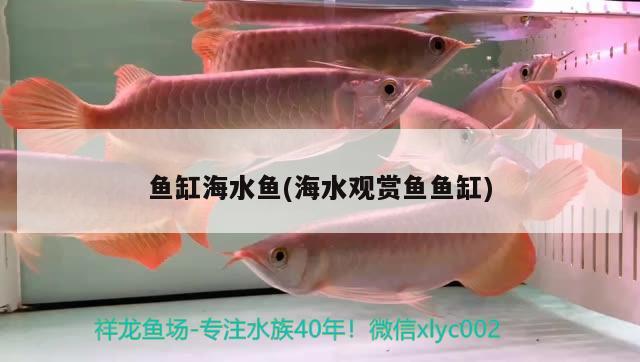 魚缸海水魚(海水觀賞魚魚缸) 海水魚