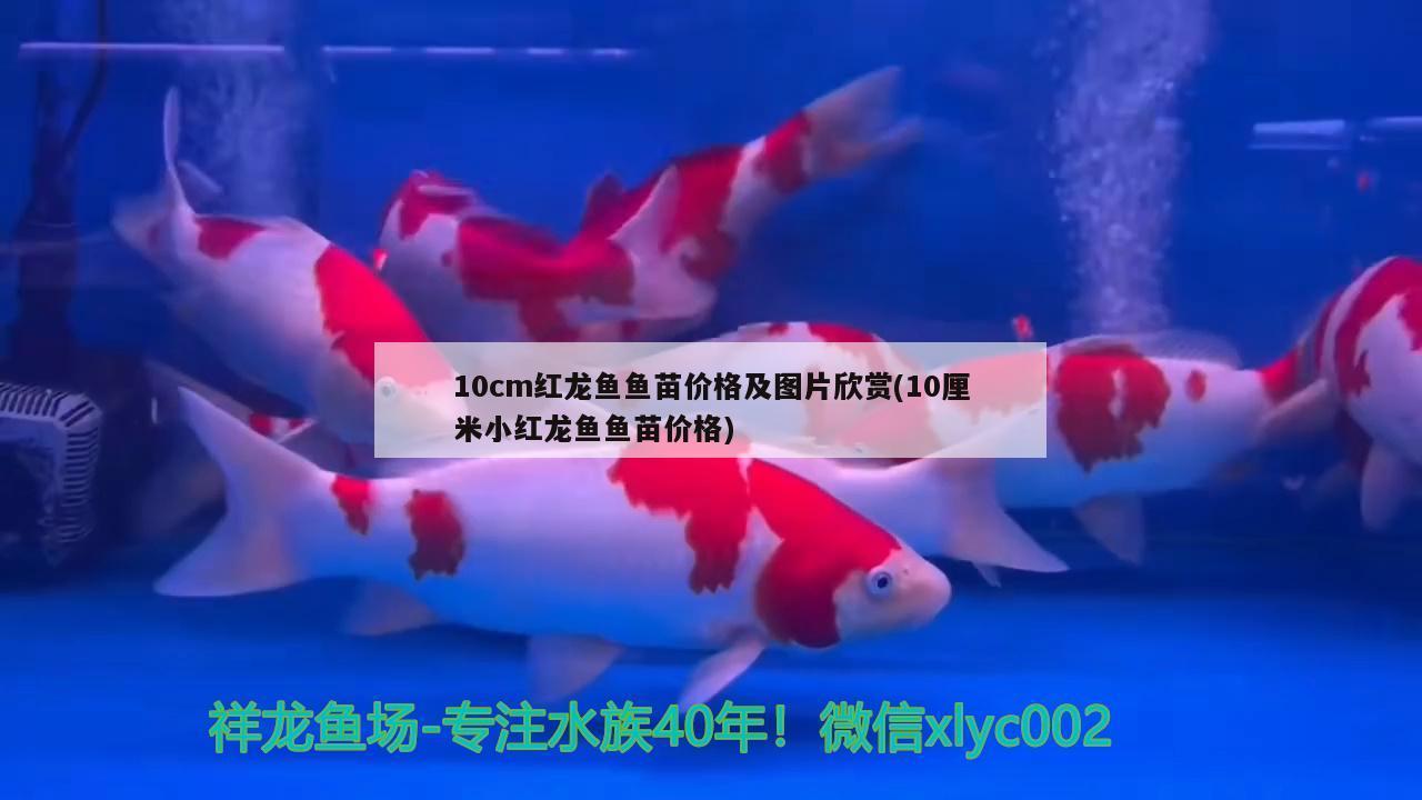 10cm紅龍魚(yú)魚(yú)苗價(jià)格及圖片欣賞(10厘米小紅龍魚(yú)魚(yú)苗價(jià)格)