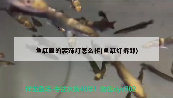 魚缸里長青苔怎么處理小妙招：魚缸里邊長青苔怎么辦