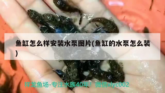 魚缸怎么樣安裝水泵圖片(魚缸的水泵怎么裝) 夢(mèng)幻雷龍魚