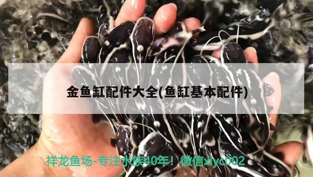 招財貓魚圖片觀賞魚（招財貓魚介紹） 祥龍魚場品牌產(chǎn)品 第3張