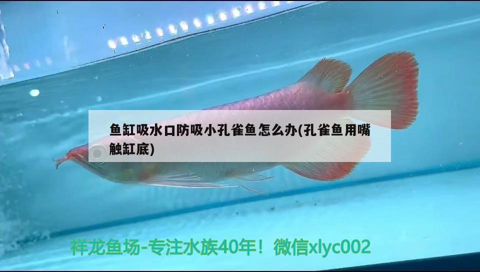 魚缸吸水口防吸小孔雀魚怎么辦(孔雀魚用嘴觸缸底) 恐龍王魚