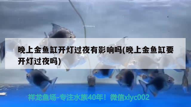 晚上金魚缸開燈過夜有影響嗎(晚上金魚缸要開燈過夜嗎) 熱帶魚魚苗批發(fā)