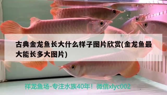 古典金龍魚長大什么樣子圖片欣賞(金龍魚最大能長多大圖片) 奈及利亞紅圓點狗頭