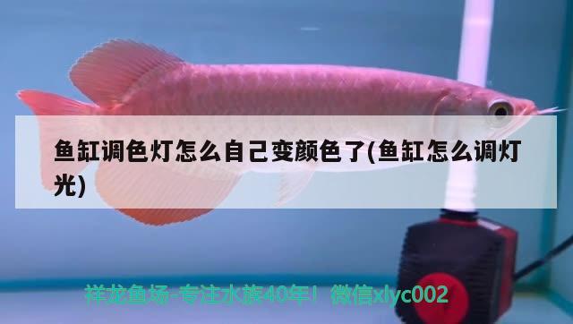 魚缸調(diào)色燈怎么自己變顏色了(魚缸怎么調(diào)燈光)