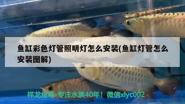 魚缸彩色燈管照明燈怎么安裝(魚缸燈管怎么安裝圖解) 海象魚