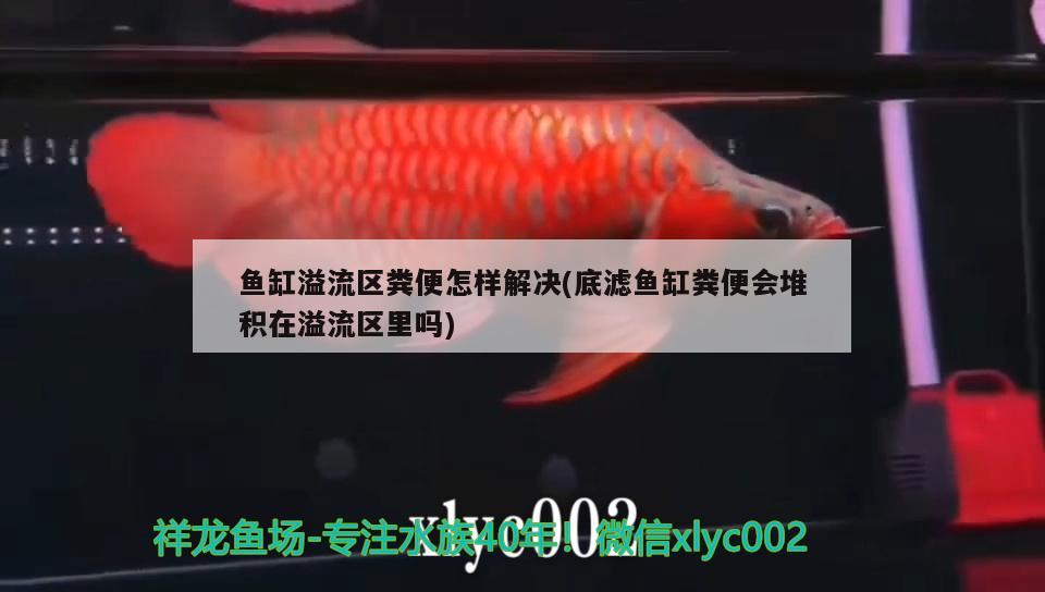 魚(yú)缸溢流區(qū)糞便怎樣解決(底濾魚(yú)缸糞便會(huì)堆積在溢流區(qū)里嗎)