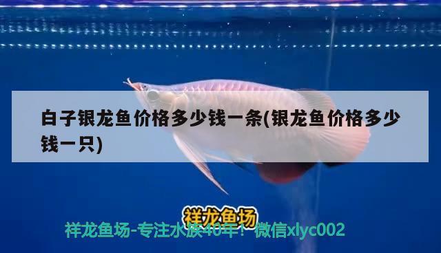 白子銀龍魚價格多少錢一條(銀龍魚價格多少錢一只) 銀龍魚百科