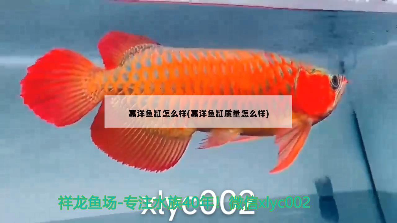 嘉洋魚缸怎么樣(嘉洋魚缸質量怎么樣) 祥龍進口元寶鳳凰魚